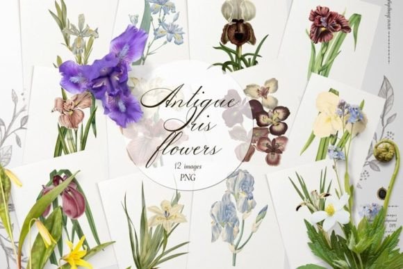 Download Vintage Iris Flowers Transparent PNG - Premium Resources
