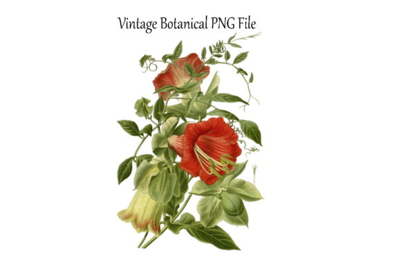 Download Vintage Botanical Flowers Transparent - Premium Resources